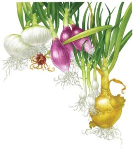 All About Growing Onions Image